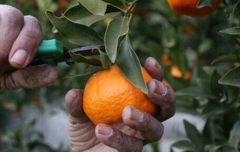 مبارزه با مگس مدیترانه‌ای در ۲ هزار هکتار از باغ‌های جنوب کرمان انجام شد